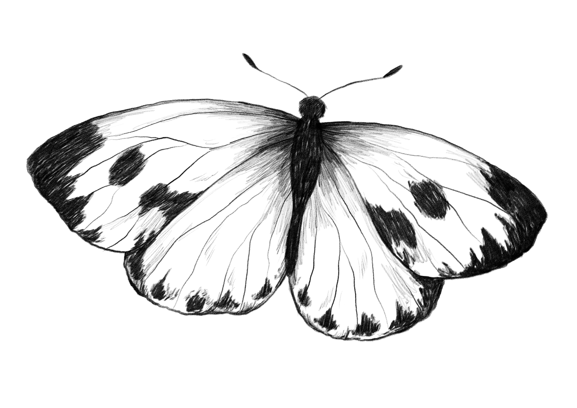 Schmetterling Illiustration