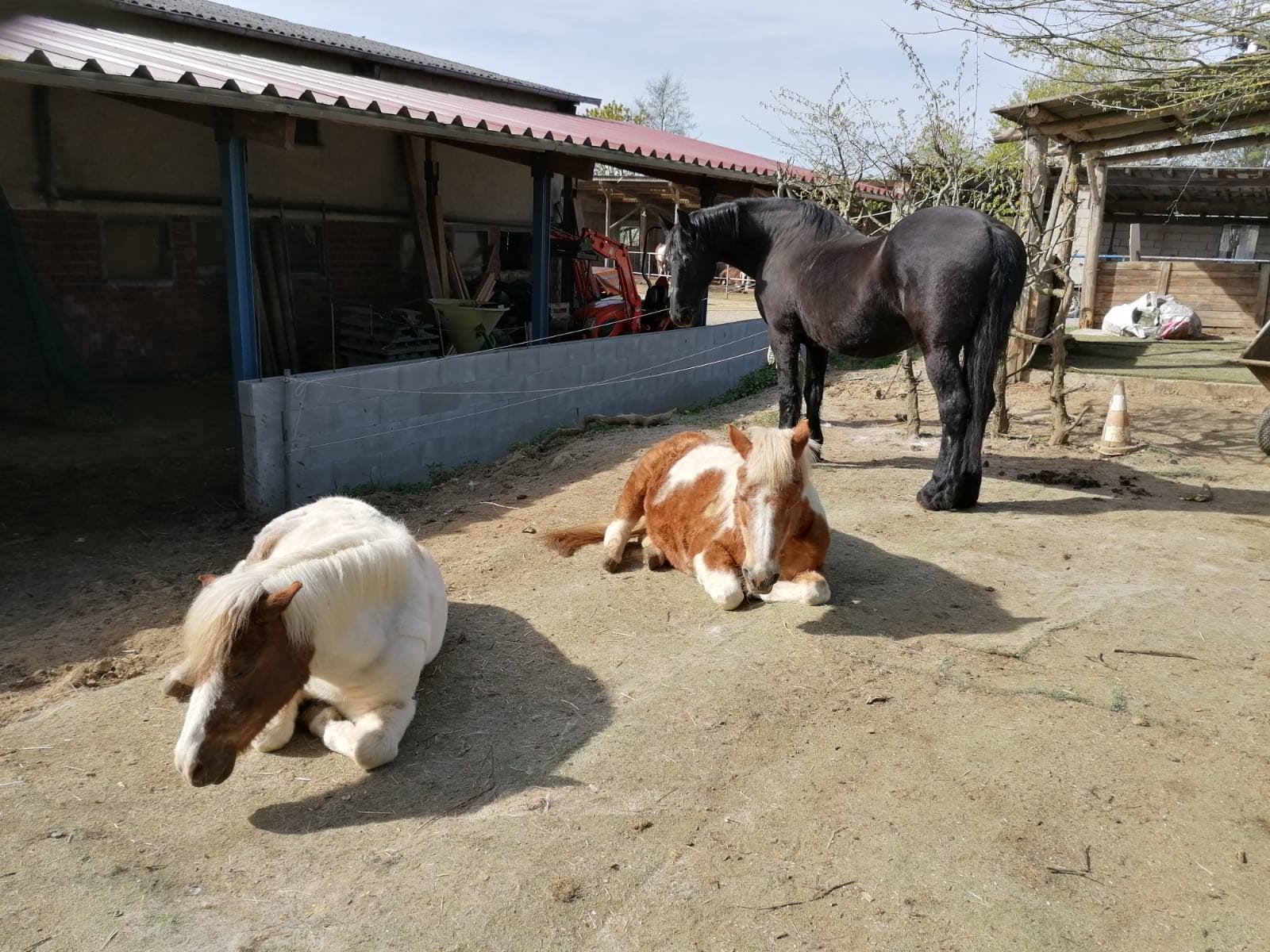Oldiegruppe im Offenstall