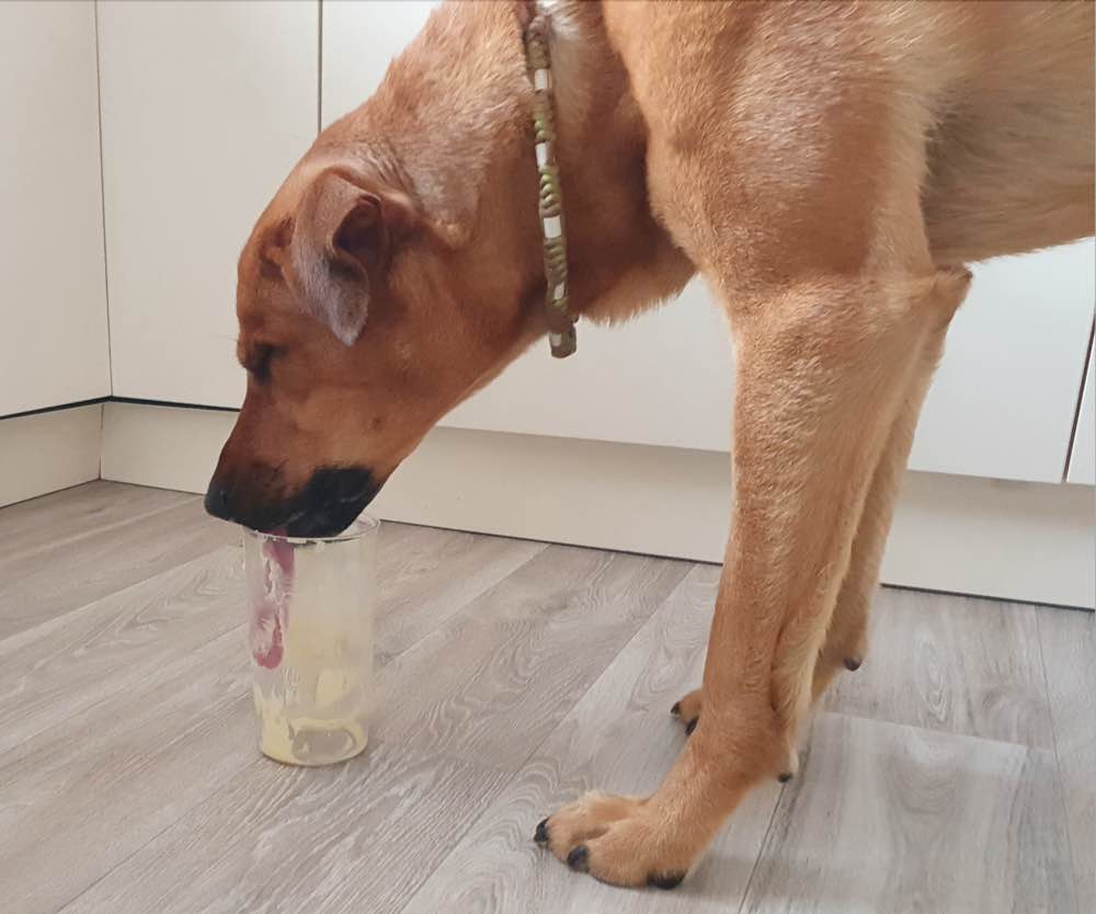 Hunde lieben selbstgebackene Leckerlis