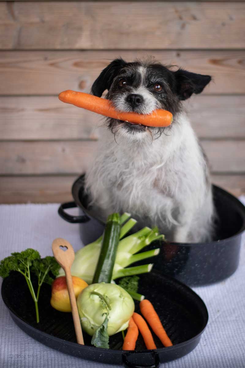 Das Bild zeigt einen Hund mit Karotte im Maul