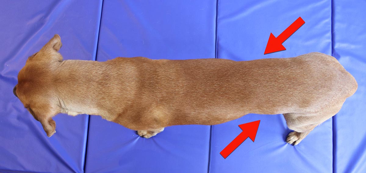 Der Bereich Bauch und Leiste ist hier von Bedeutung! Bauch und Leiste beim Hund