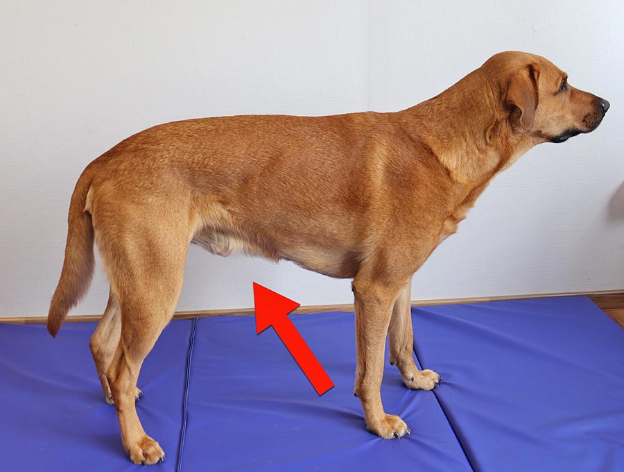 Die Form vom Bauch und der Leisten Gegend  beim Hund