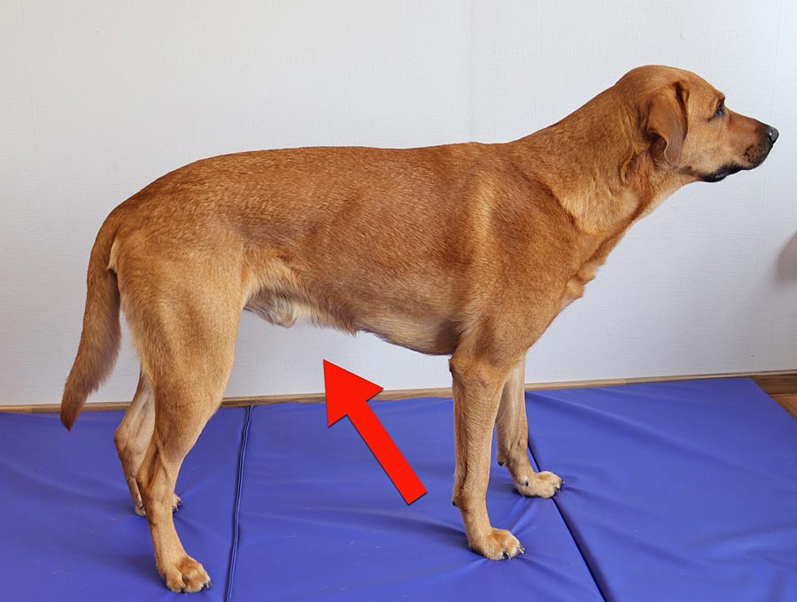Hier ist wichtig die Form vom Bauch und der Leisten Gegend sehen zu können. Die Form vom Bauch und der Leisten Gegend beim Hund