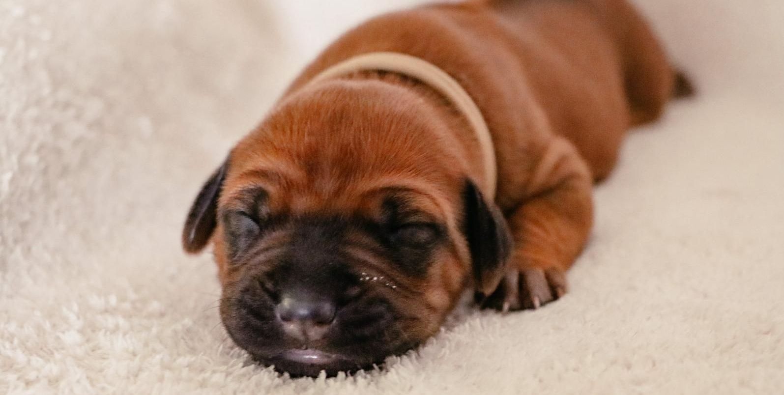 2 Wochen altes Welpen-Mädchen ganz junger 2 Wochen alter Rhodesian Ridgeback Welpe