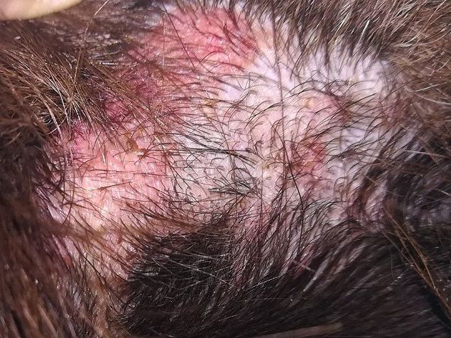 allergische Hautreaktion bei einem Labrador reagierende Haut aufgrund einer Allergie bei einem Labrador