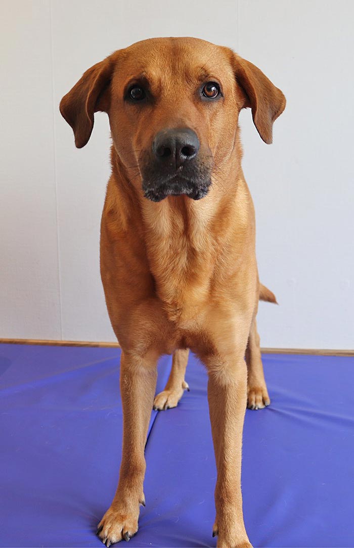 Es ist wichtig den Hund frontal mit geradem Körper zu sehen! Hund frontal mit geradem Körper