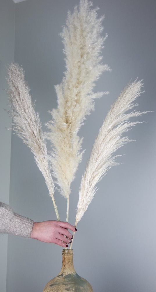 Trockenblumen Pampasgras - Für Dekorateure & Retail