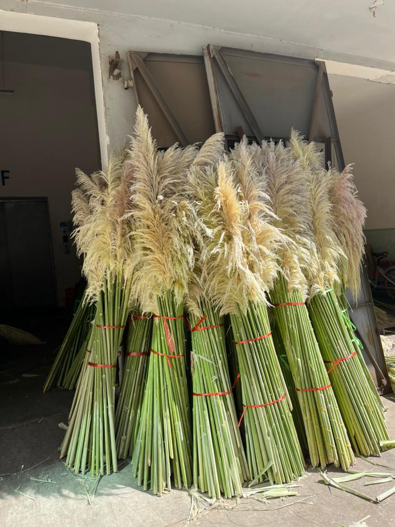 Produktion - Pampasgras Trockenblumen