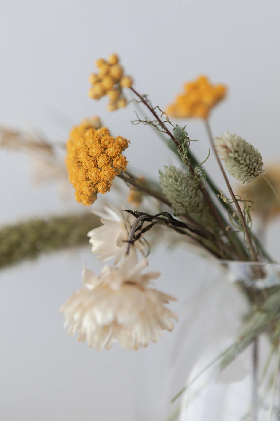Si-nature Trockenblumen & getrocknete Gräser online kaufen