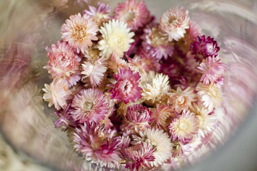 Si-nature Trockenblumen Großhandel