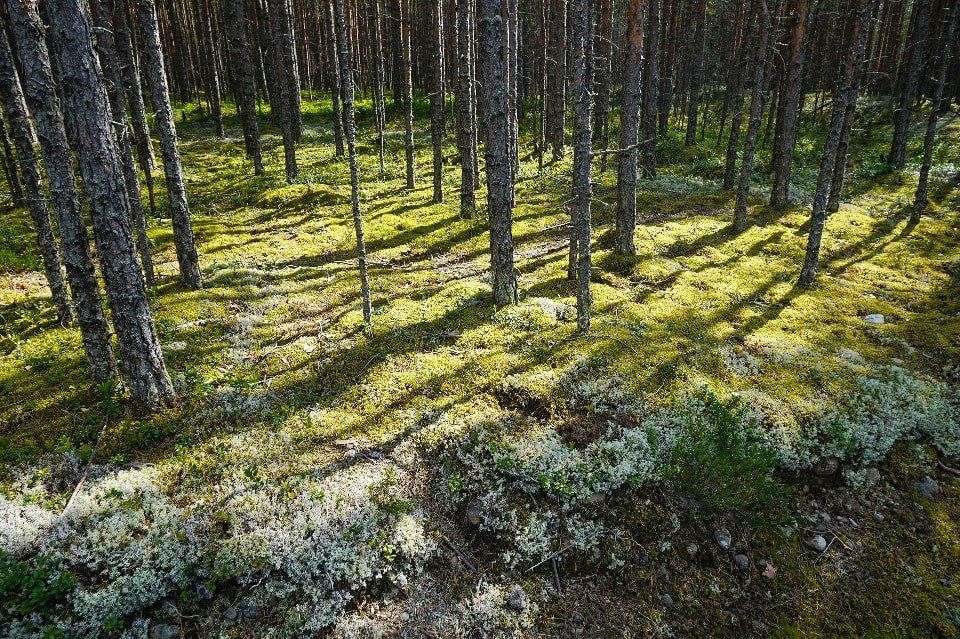Si-nature Trockenblumen und konservierte Blumen Großhandel