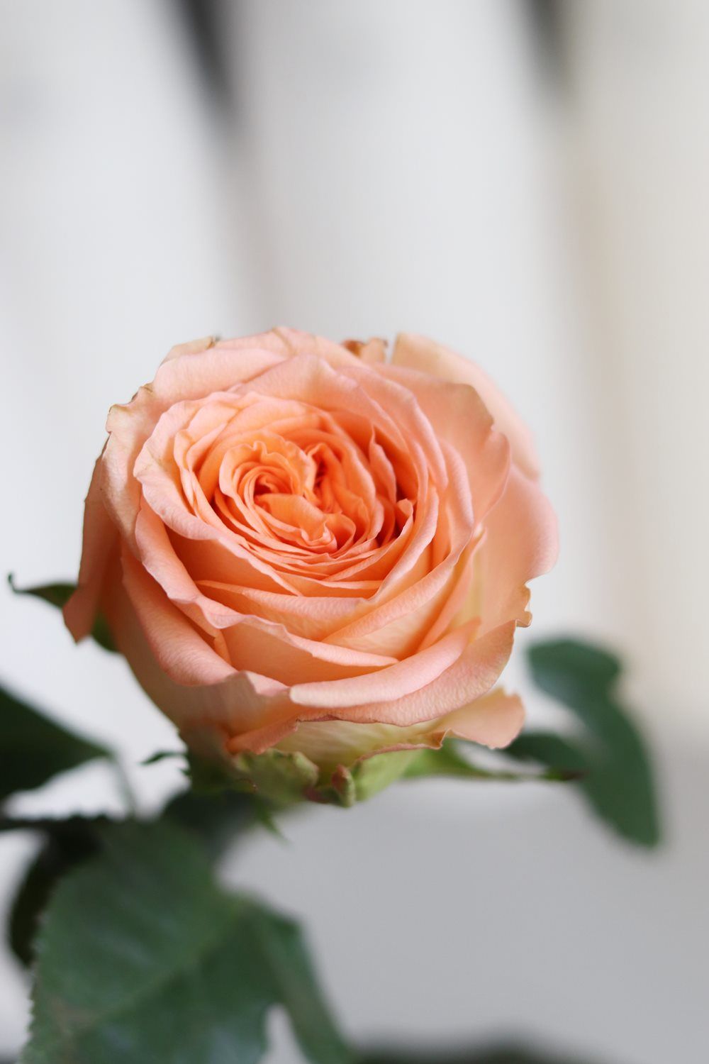 Si-nature Trockenblumen online kaufen
