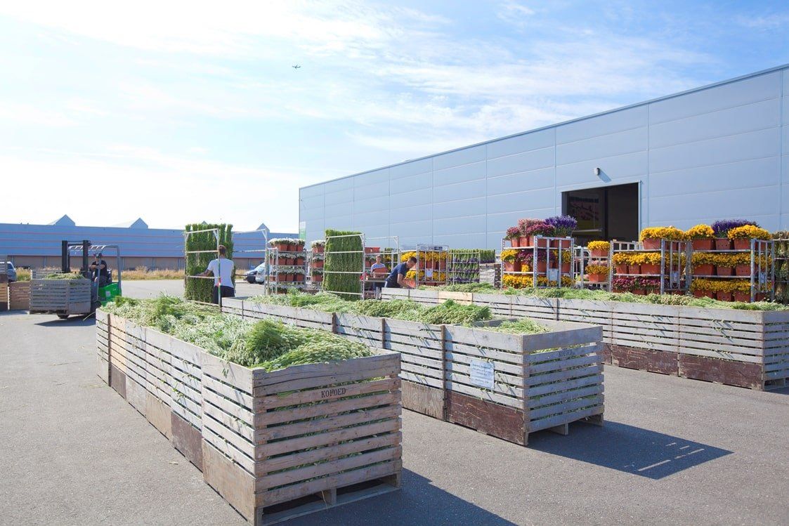 EU Herstellung - Trocken konservierte & stabilisierte Blumen