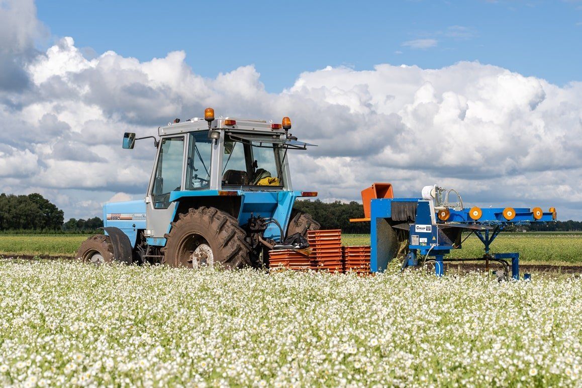 Produktion - Trocken konservierte & stabilisierte Blumen