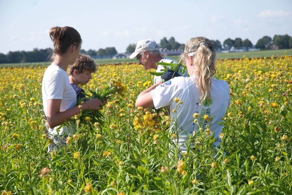 Direkt vom Hersteller - Trocken konservierte & stabilisierte Blumen