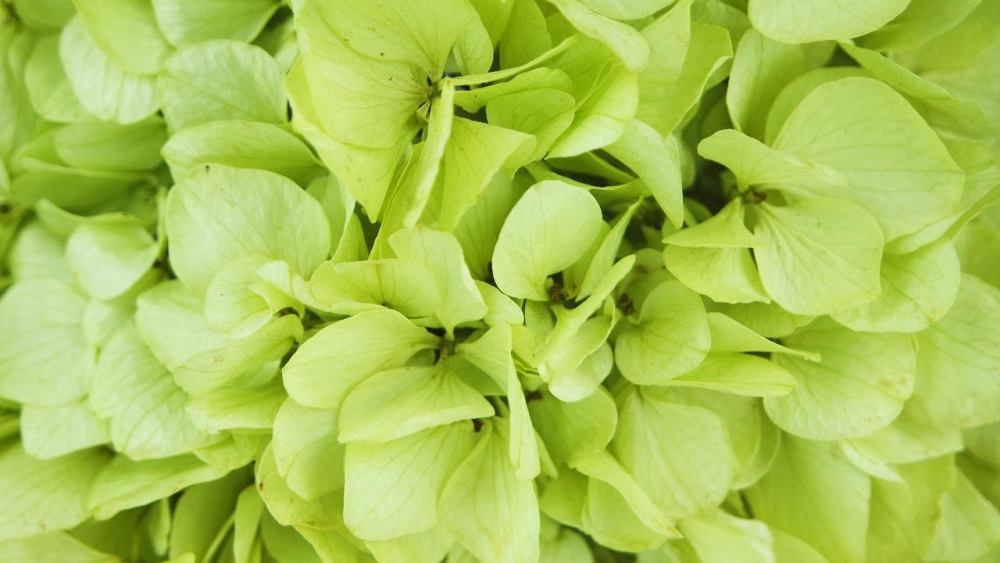 Si-nature Konservierte Blumen kaufen