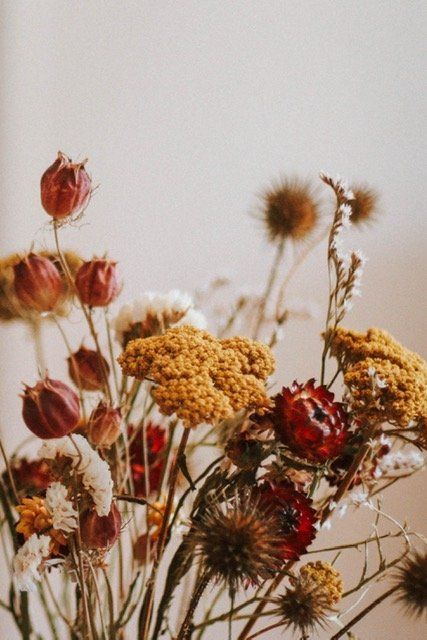 Si-nature Große Mengen Trockenblumen kaufen
