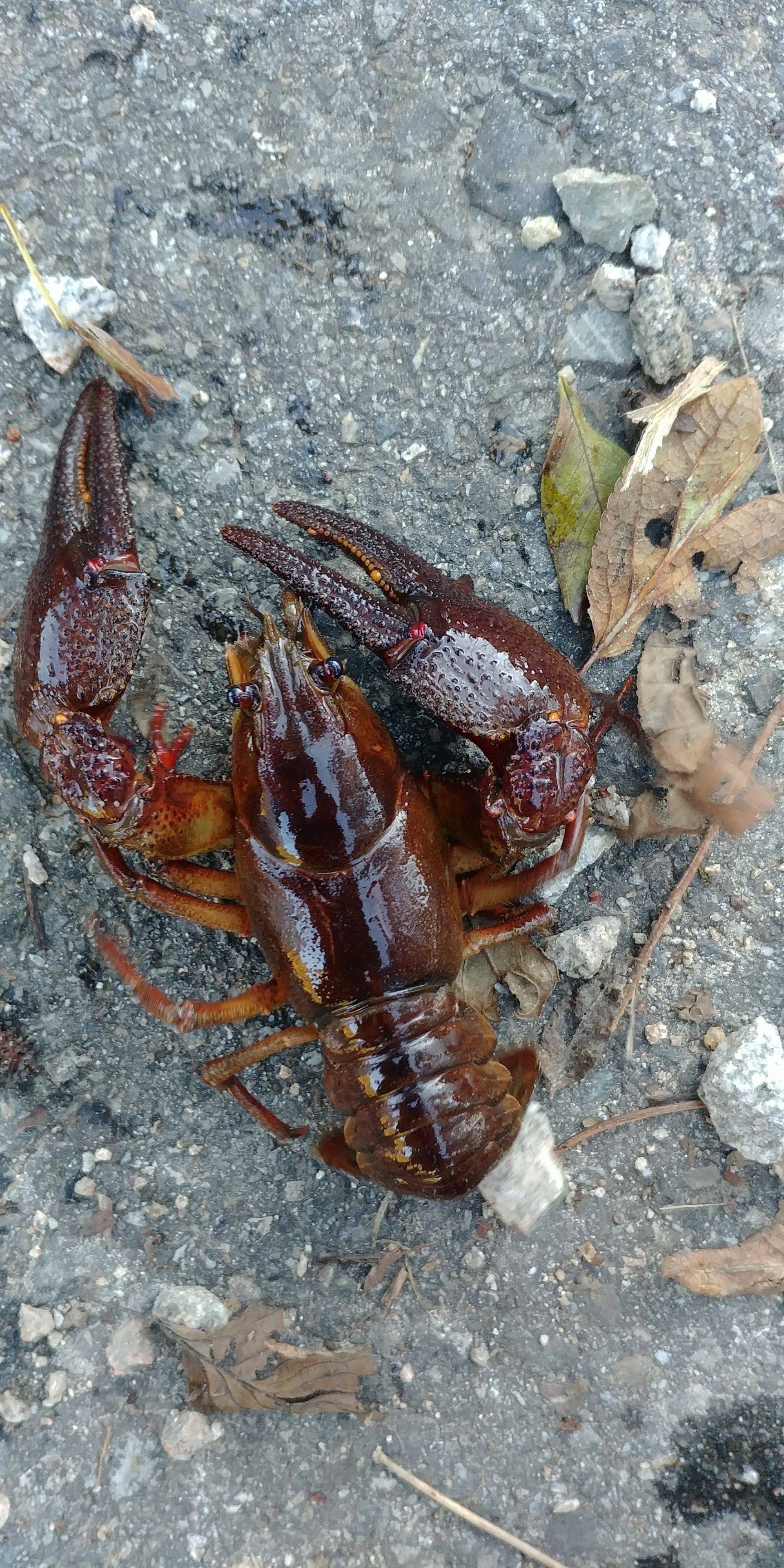 Elektrofischerei & Gewässermanagement, unio-river sciences, Chris Pardela