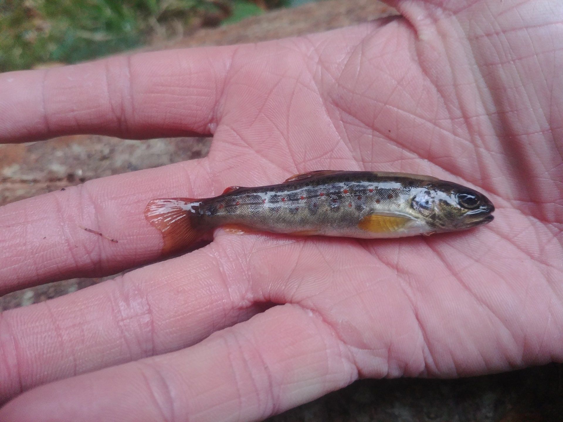 Kartierung, unio river sciences, Chris Pardela