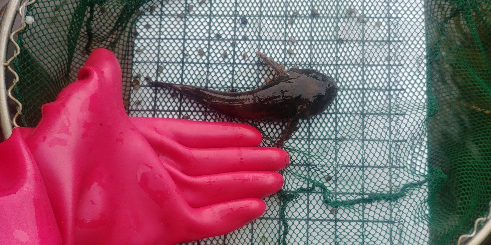 Kartierung, unio river sciences, Chris Pardela