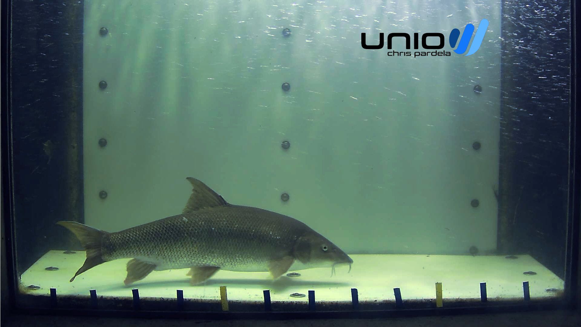 unio - Chris Pardela - Video Monitoring