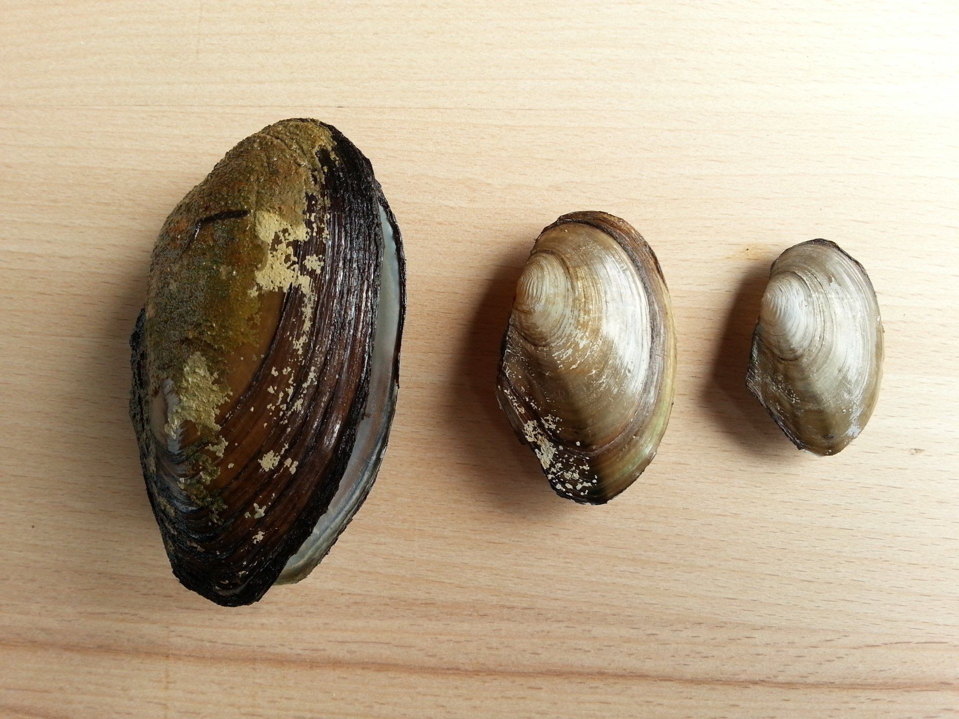 Elektrofischerei & Gewässermanagement, unio-river sciences, Chris Pardela