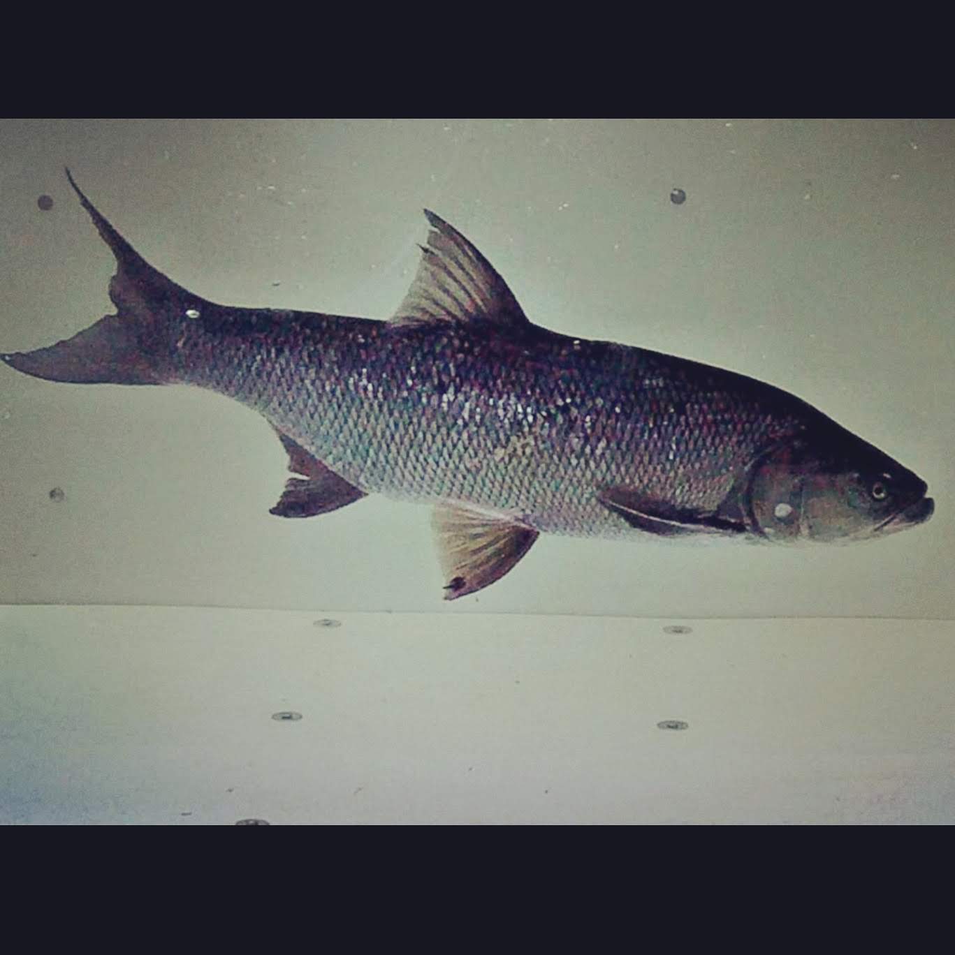 Fisch Video Monitoring, Neue Kinzig, Willstätt