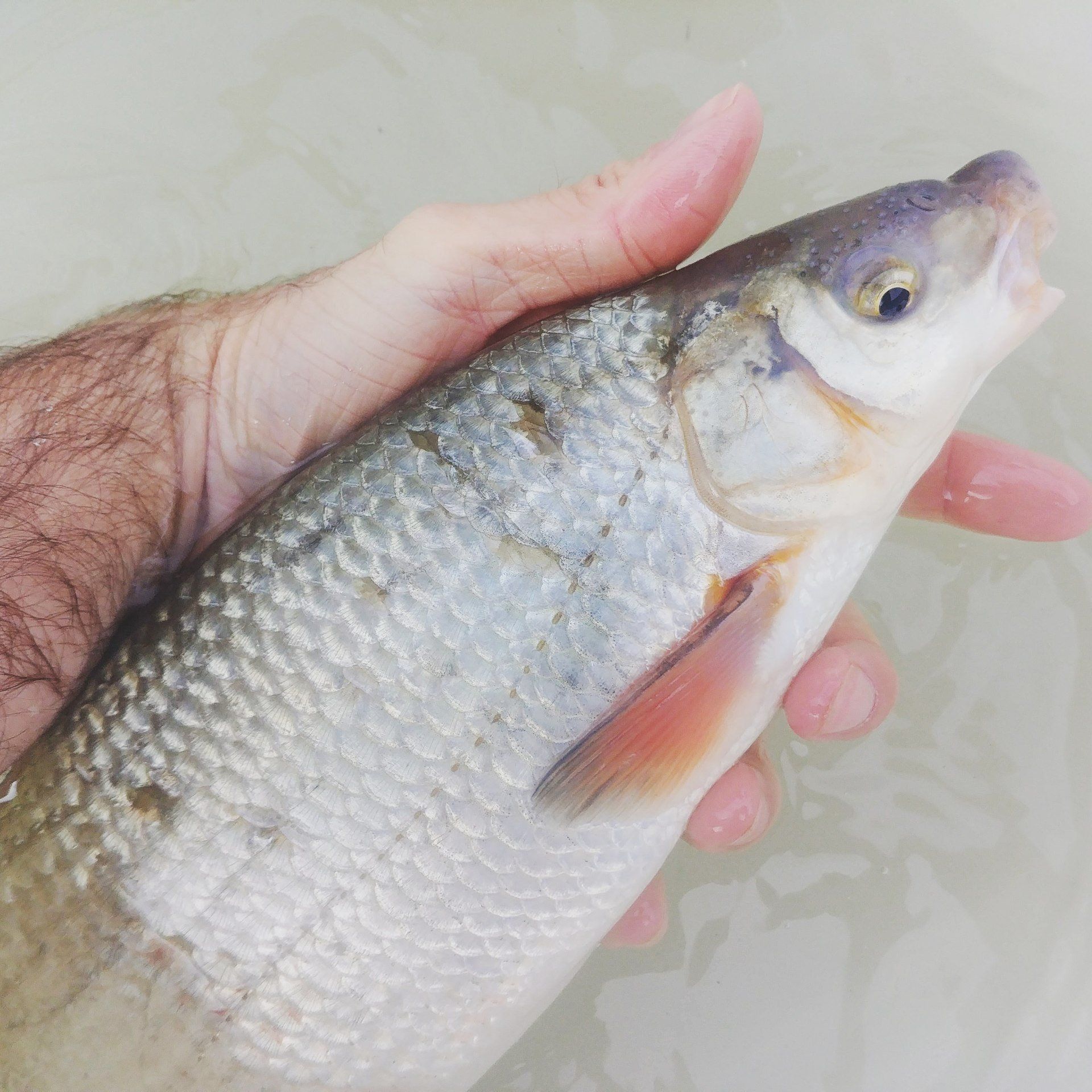 Fischpass Iffezheim, Rhein, Nase