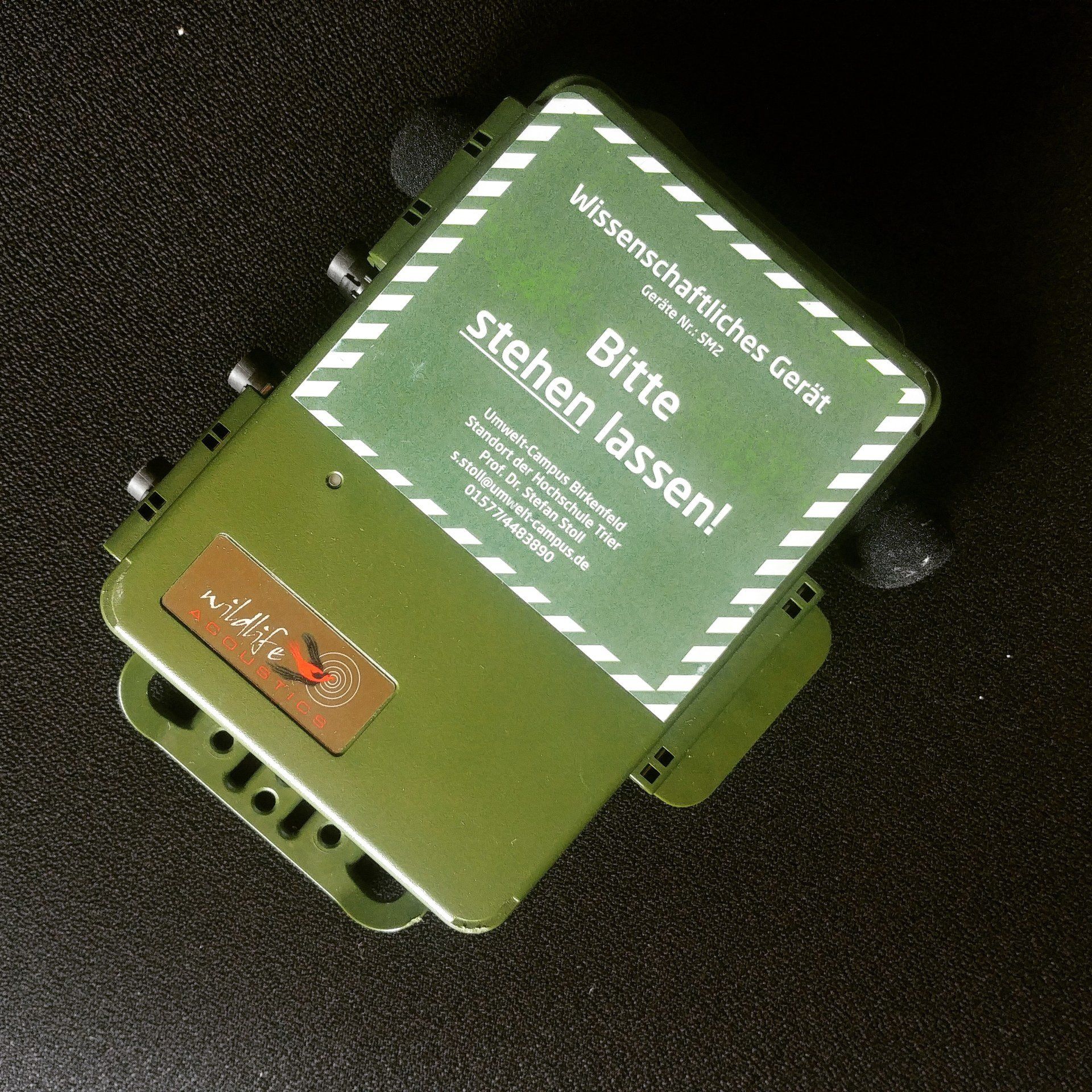 Maifisch-Monitoring