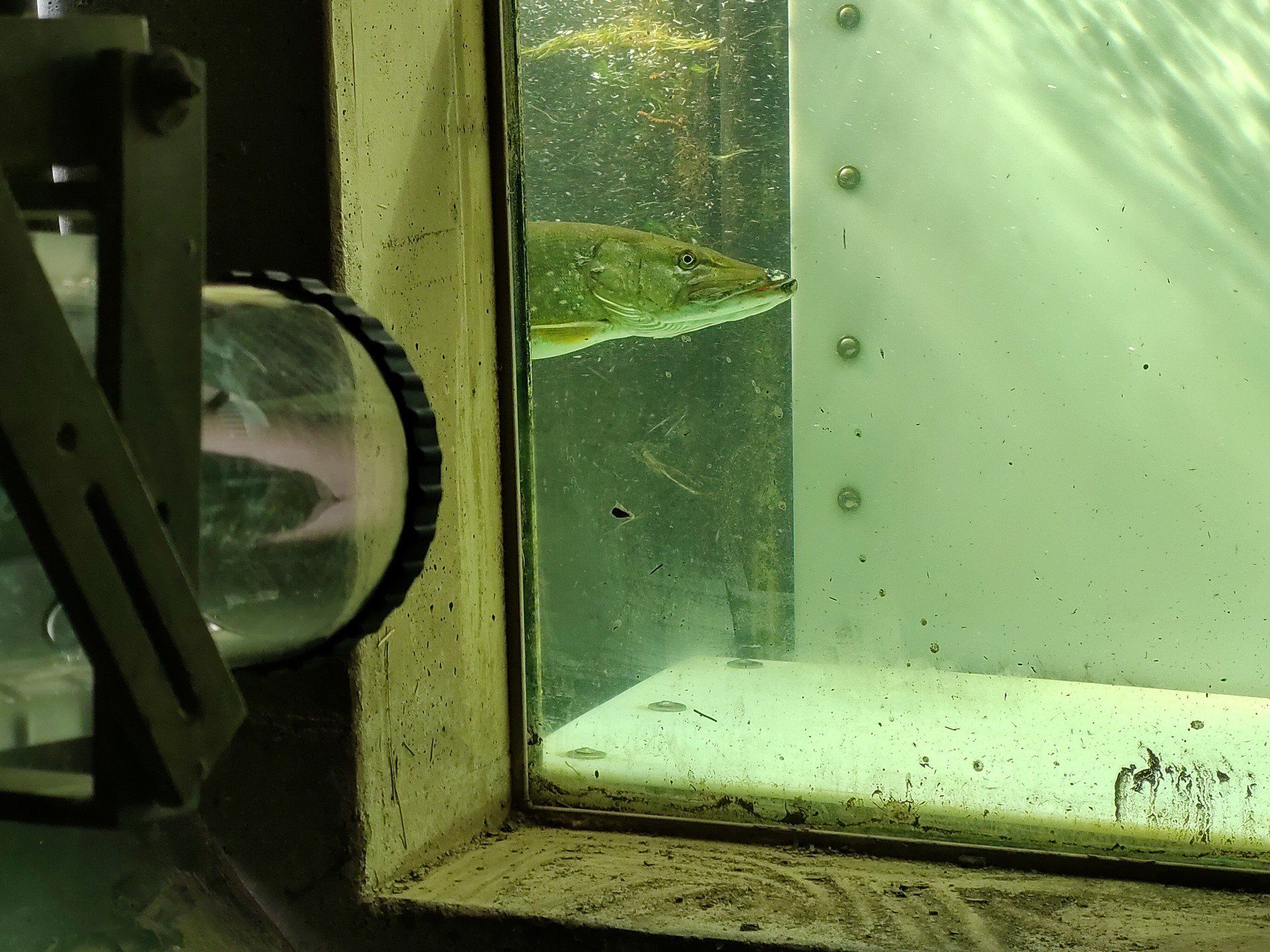 Livestream, Video Monitoring, Kinzig, Willstätt, Hecht