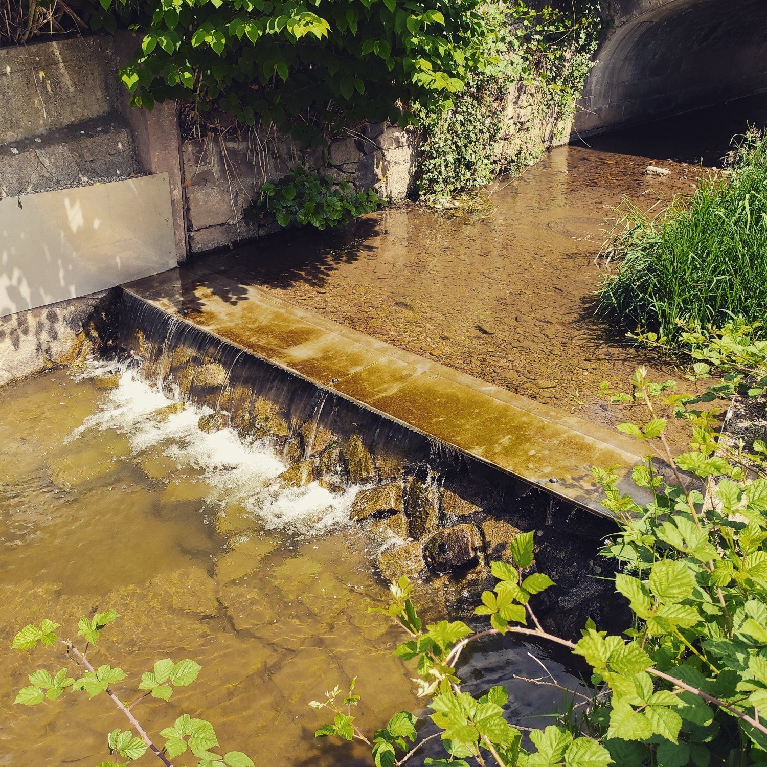 Sachverständiger Gutachten, unio river sciences, Chris Pardela