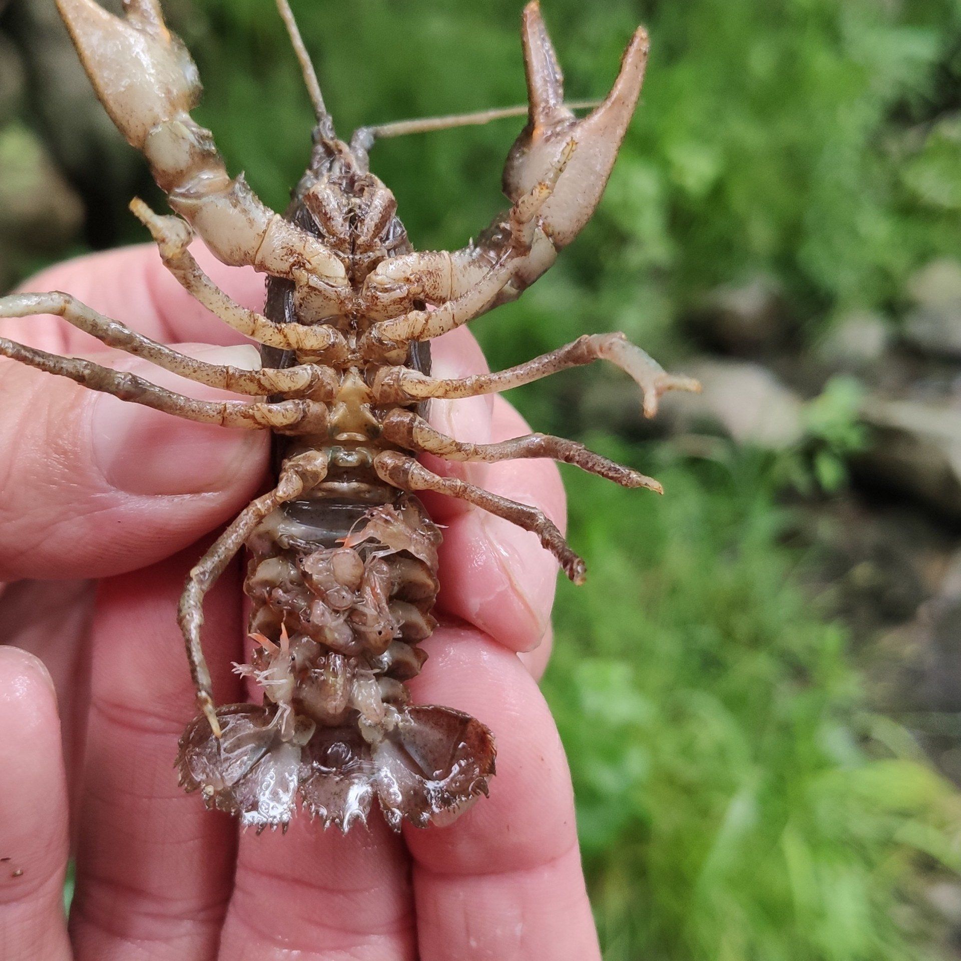 Steinkrebsweibchen mit Jungtieren, Neumagen bei Staufen, Bestandserhebung