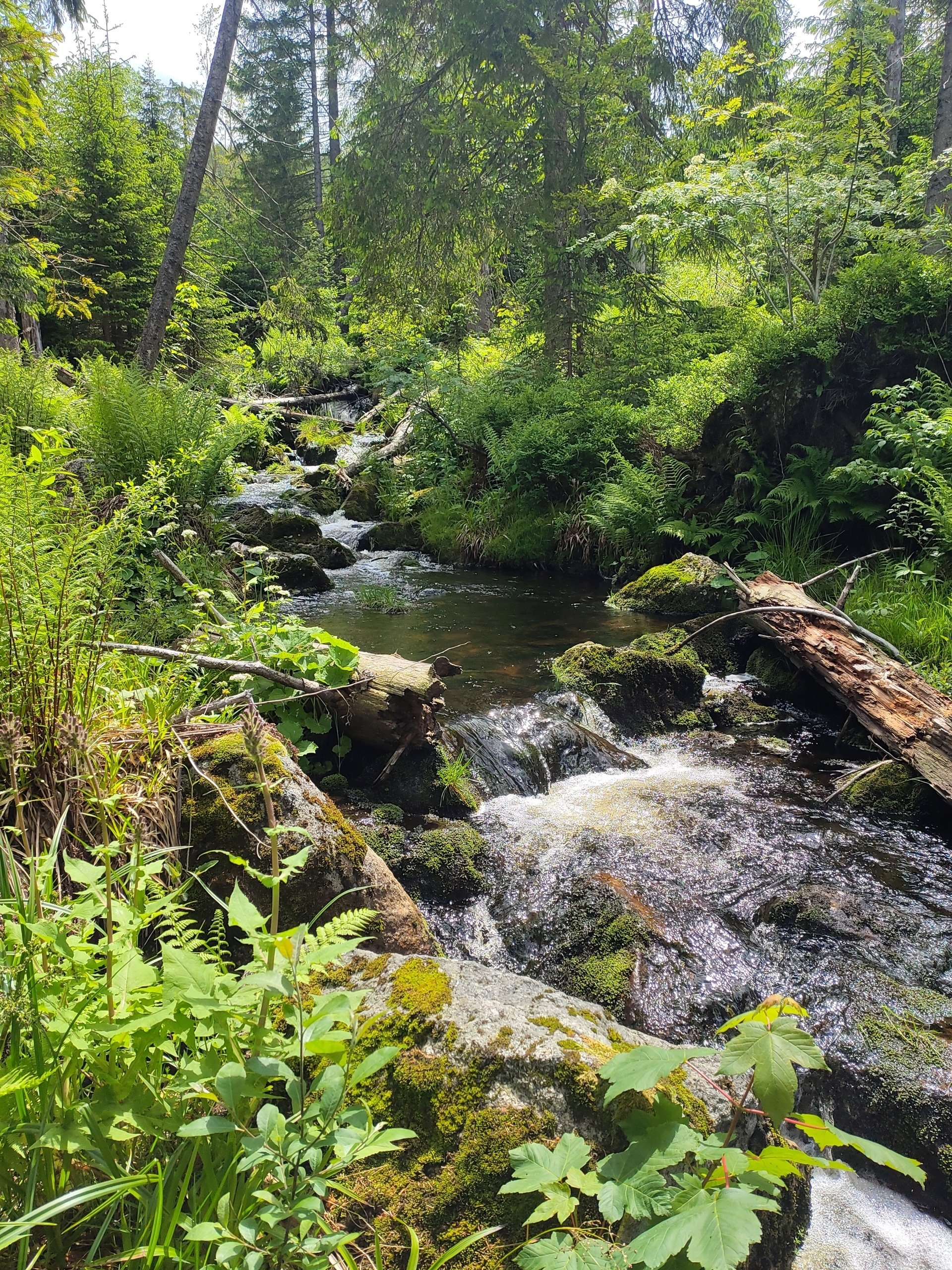 Kartierung, unio river sciences, Chris Pardela