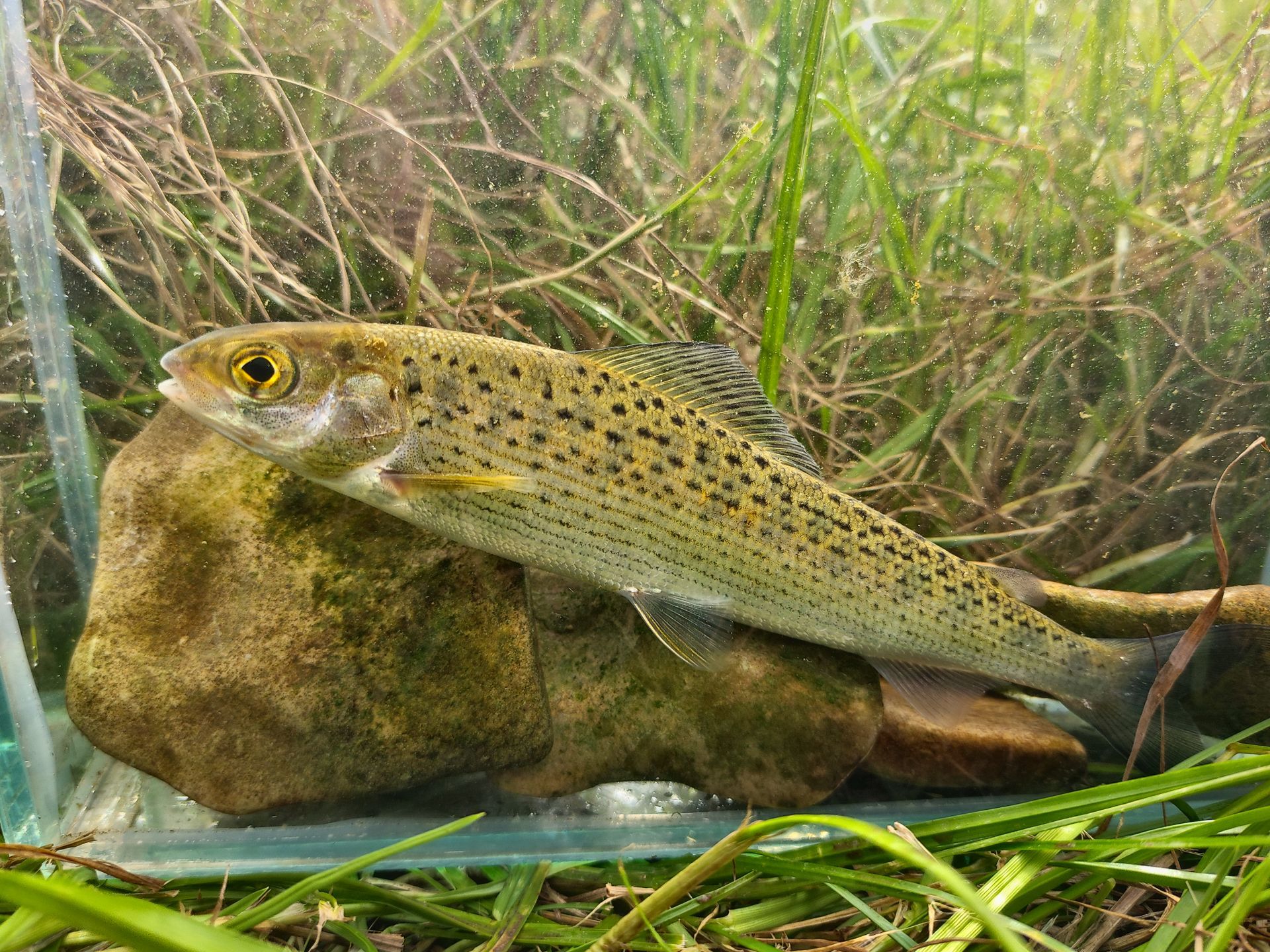 Äsche Elektrofischerei