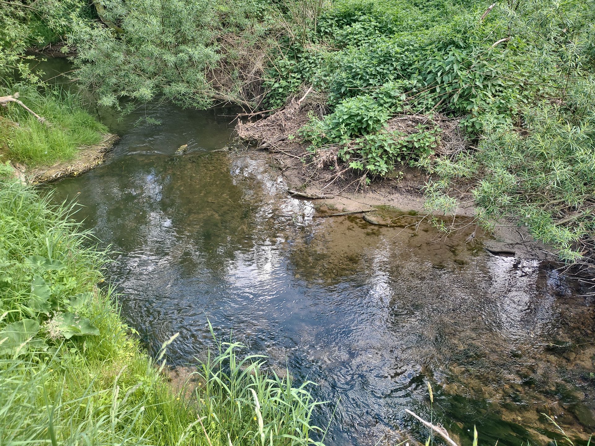 Mindestwassergutachten, Elektrofischerei