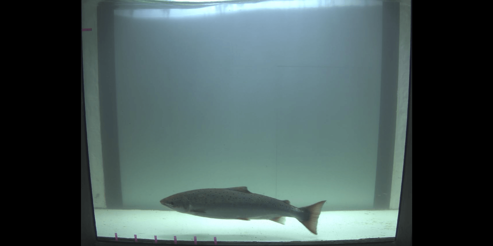 Video-Monitoring, Iffezheim, Rhein, Lachs