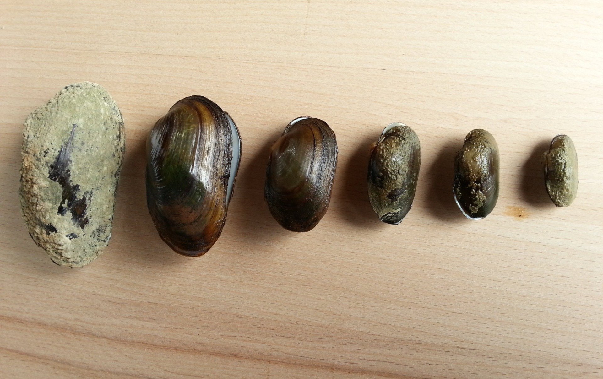 Elektrofischerei & Gewässermanagement, unio-river sciences, Chris Pardela