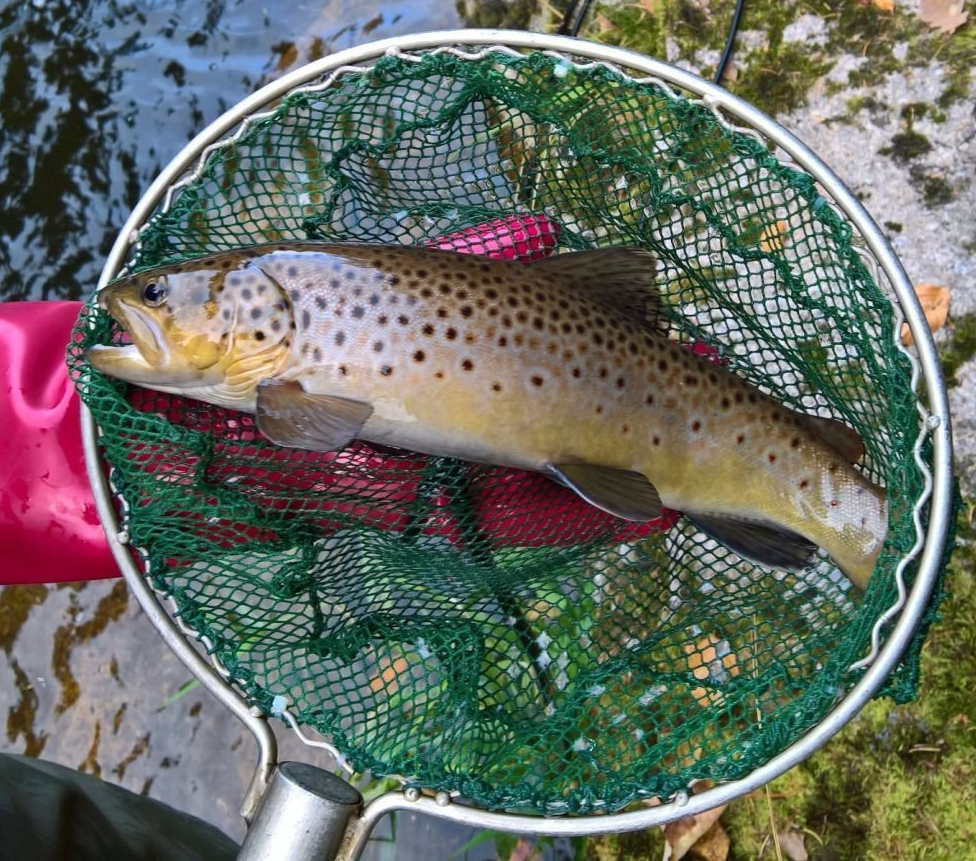 Elektrofischerei & Gewässermanagement, unio-river sciences, Chris Pardela