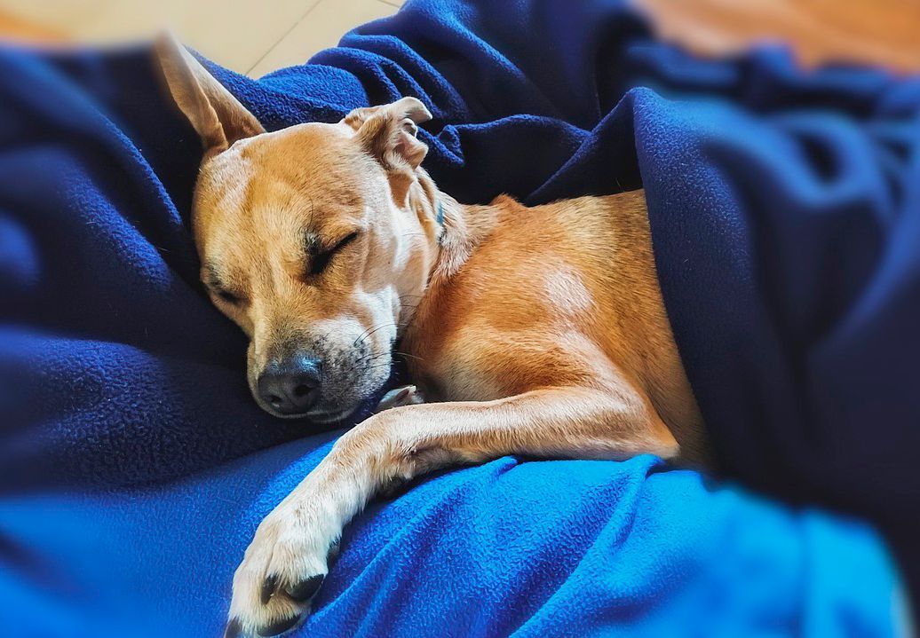 Reiki a perros