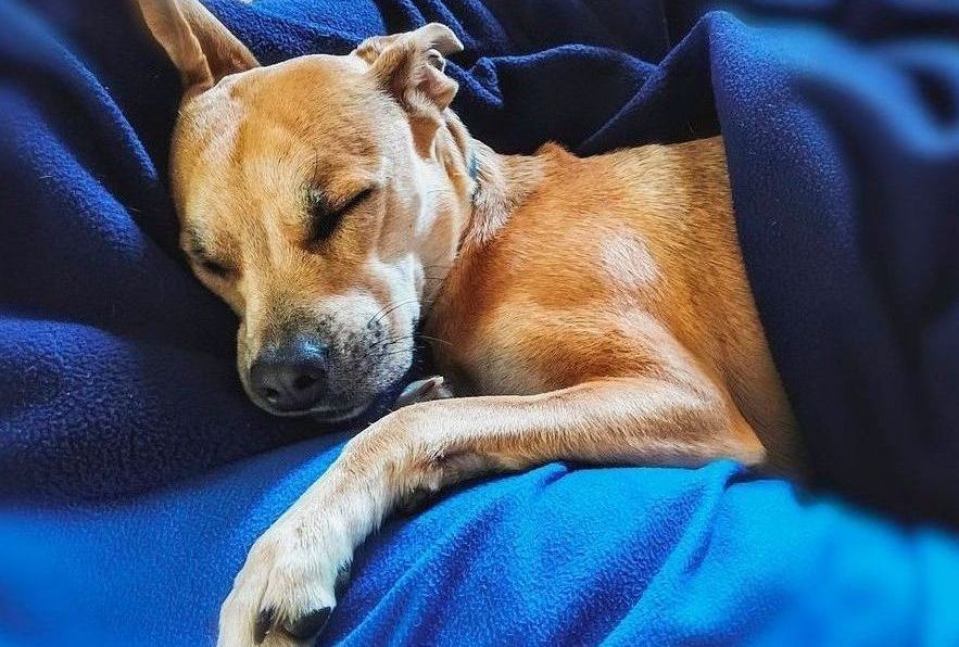 Perro después de recibir Reiki