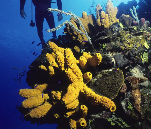 Florian-Kunze-Speaker-Business-Profi-Digitalisierung-Motivation-Reisen-Querdenken-Redner-Vortrag-keynote-bahamas