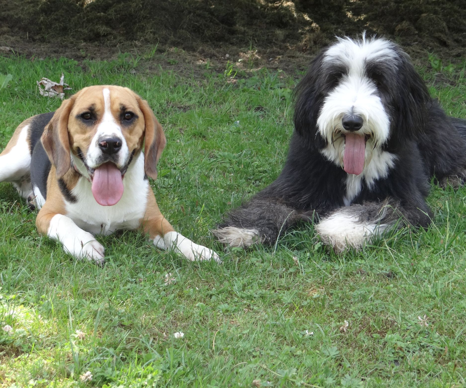 Urlaub mit Hunden Weissensee