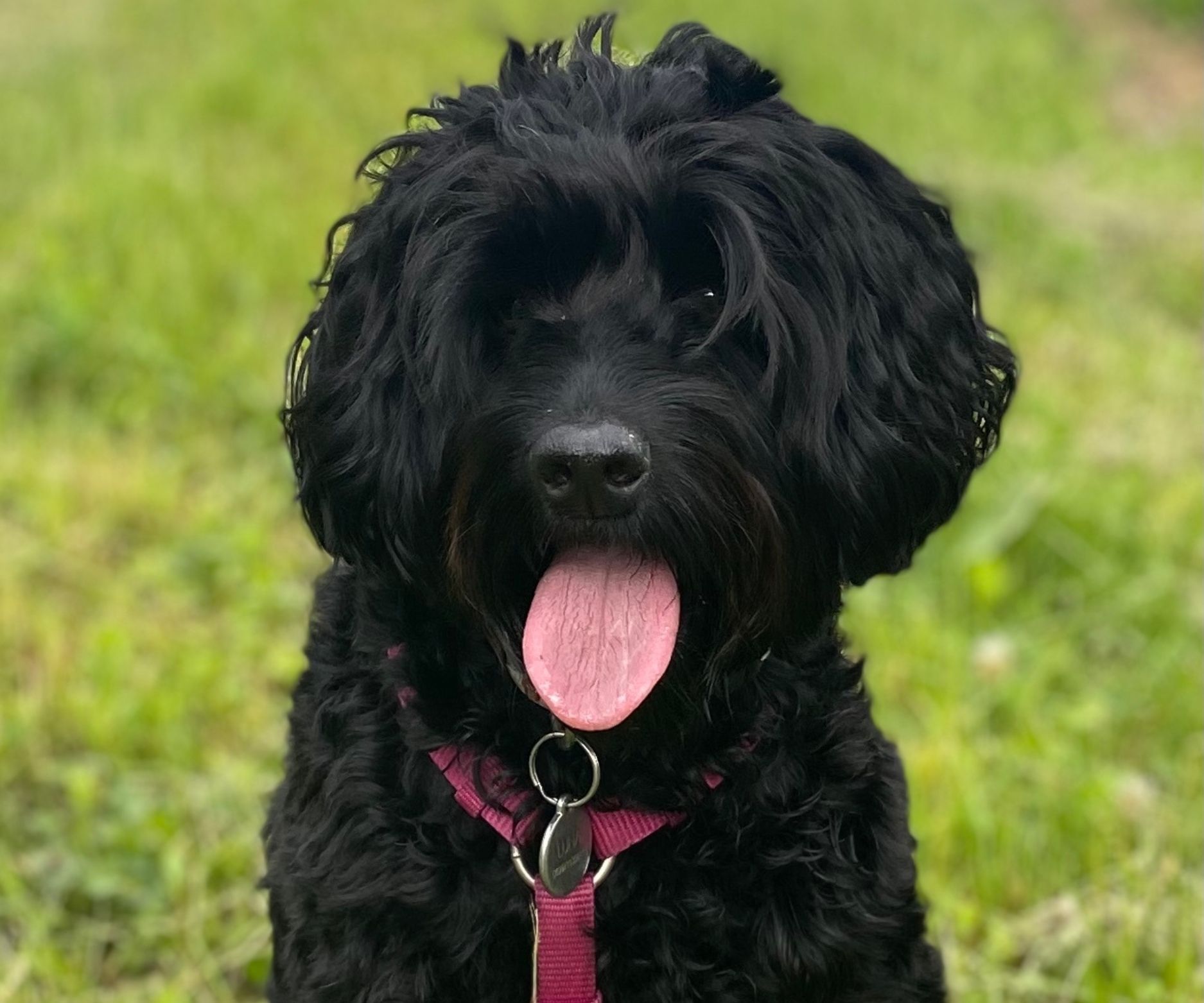 Urlaub mit Hunden Weissensee