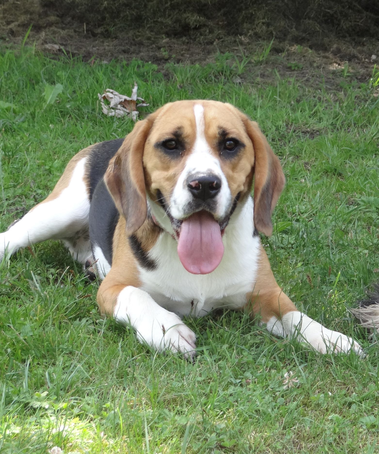 Hundehotel am See Kärnten