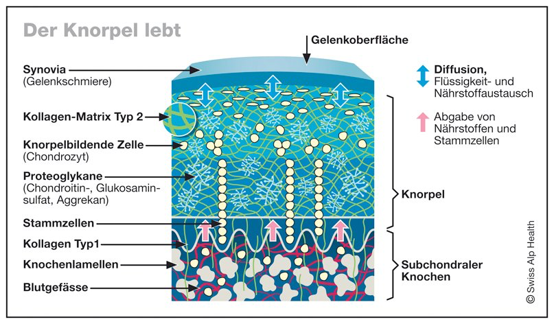 Knorpel schematische Darstellung