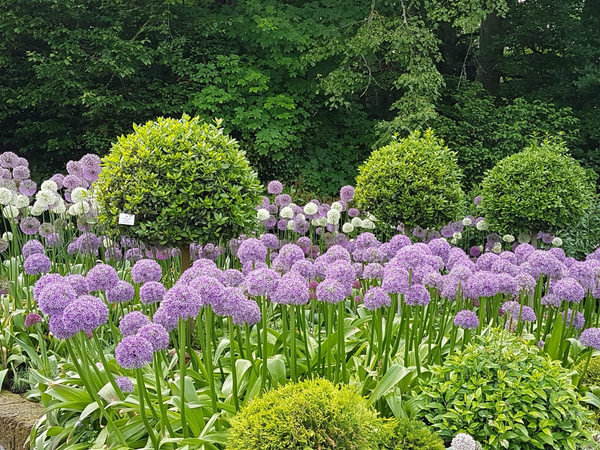 hecke schneiden, baum fällen, beet anlegen