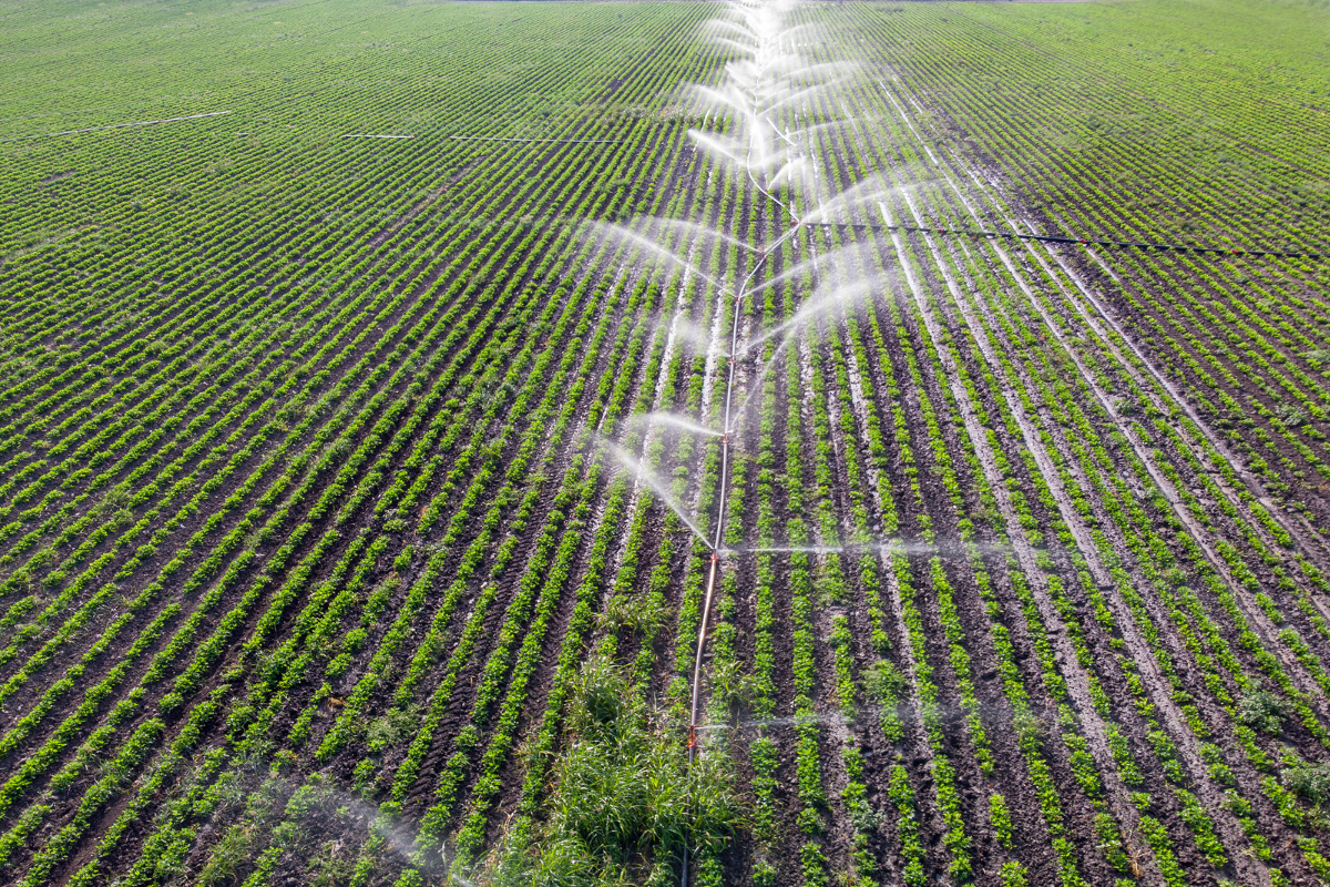 A farm in the process of irrigation.