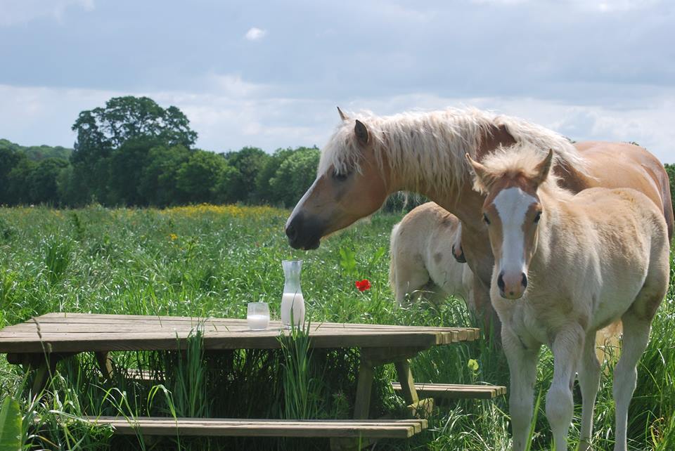 cosmétiques au lait de jument Normandie