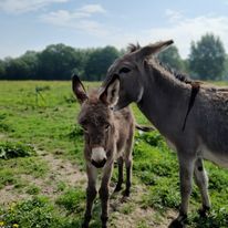 Soins cosmétiques au lait d'Anesse en Normandie