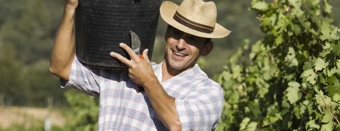 Mann, im Weinberg mittleren Alters mit kariertem Hemd trägt einen Korb mit Trauben.